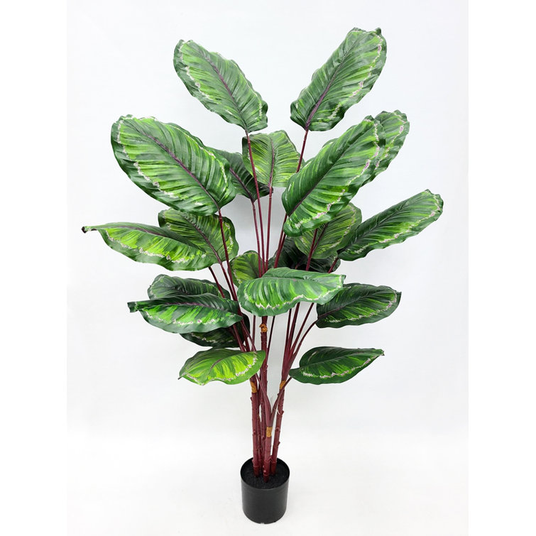 Primrue 56'' Faux Calathea Plant in Pot Wayfair